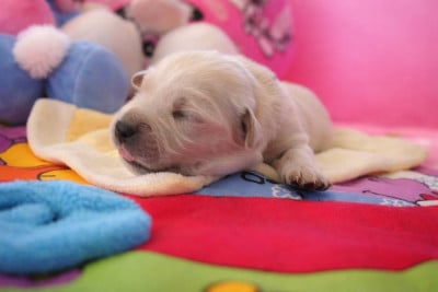 Les chiots de Golden Retriever