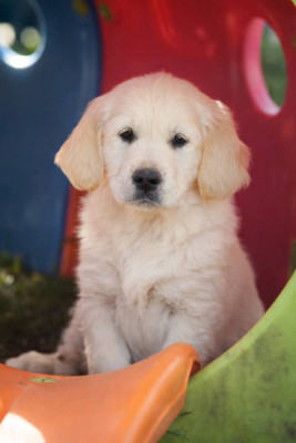 Les chiots de Golden Retriever