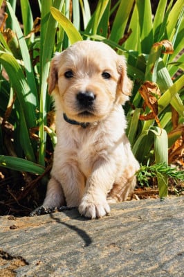 Les chiots de Golden Retriever