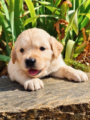 Les chiots de Golden Retriever