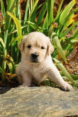 Les chiots de Golden Retriever