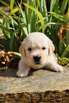 Les chiots de Golden Retriever