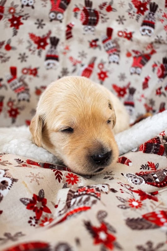 Golden Retriever - goldamour