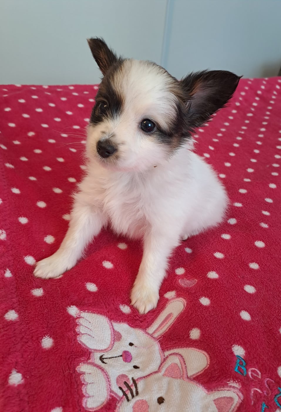 Bébé 1 - Epagneul nain Continental (Papillon)