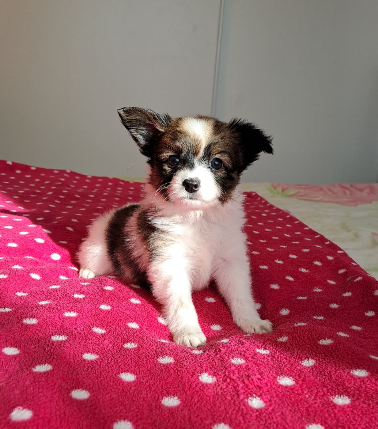 Bébé 2 - Epagneul nain Continental (Papillon)