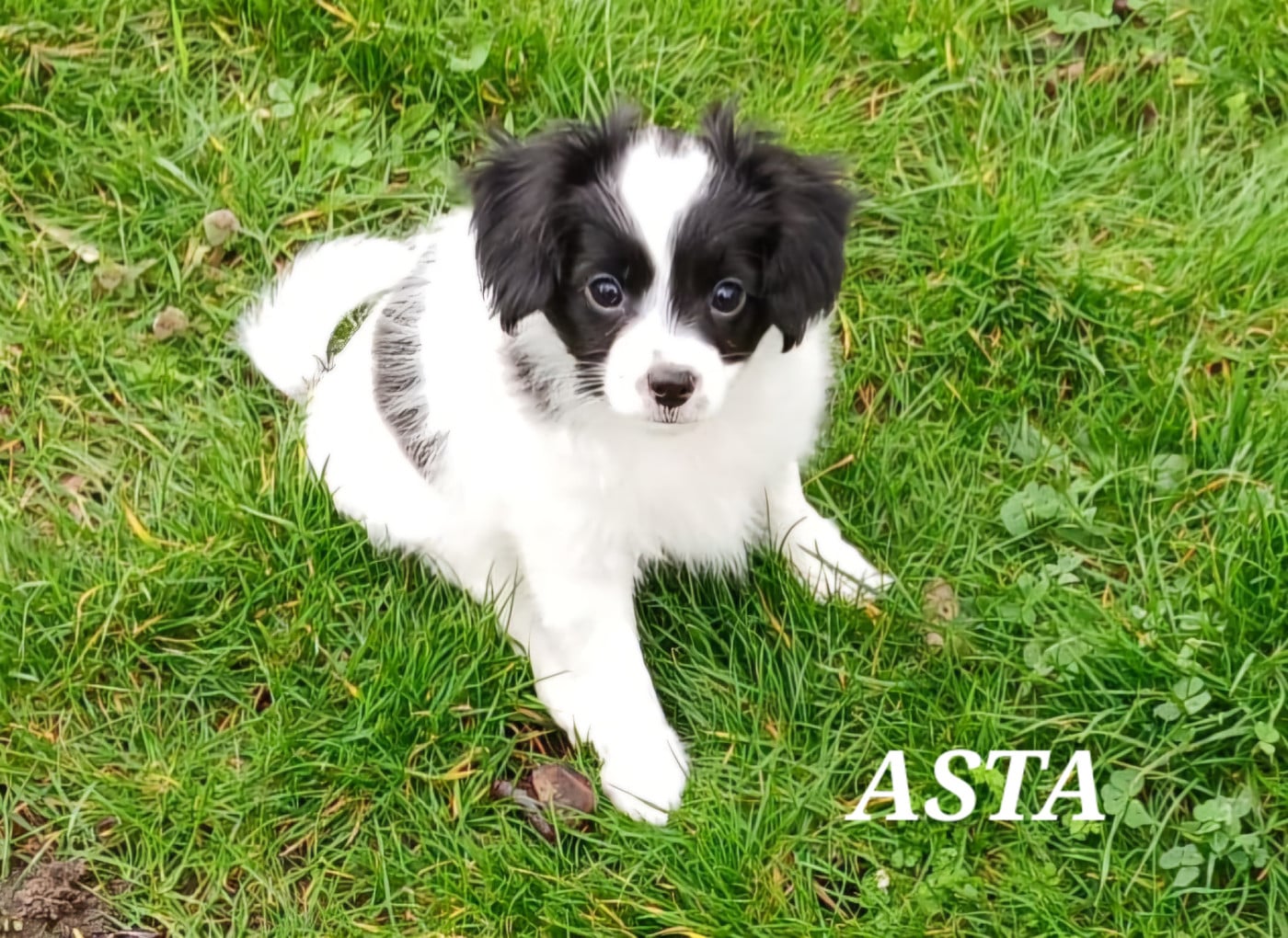 ASTA - Epagneul nain Continental (Phalène)