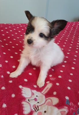 Les chiots de Epagneul nain Continental (Papillon)