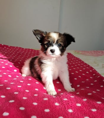 Les chiots de Epagneul nain Continental (Papillon)