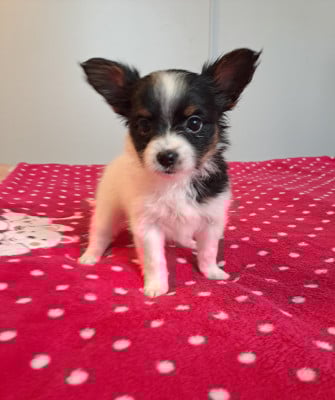 Les chiots de Epagneul nain Continental (Papillon)