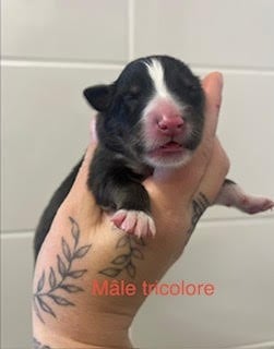 CHIOT 5 - Shetland Sheepdog