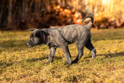 Les chiots de Berger hollandais