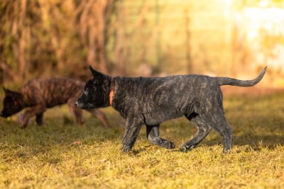 Les chiots de Berger hollandais