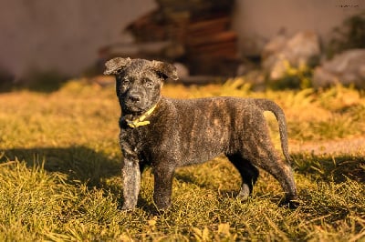 Les chiots de Berger hollandais