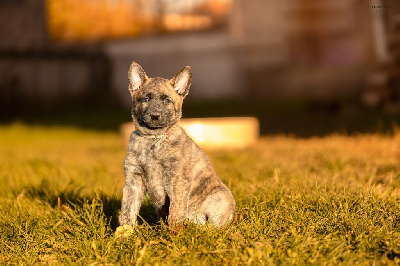 Les chiots de Berger hollandais