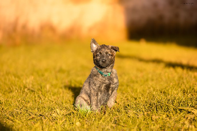 Les chiots de Berger hollandais