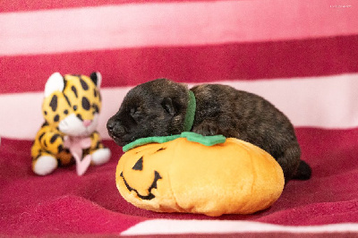 Les chiots de Berger hollandais