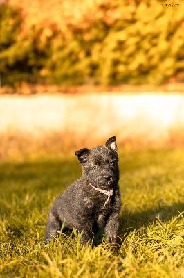 Les chiots de Berger hollandais