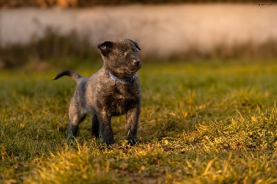 Les chiots de Berger hollandais