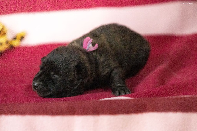 Les chiots de Berger hollandais