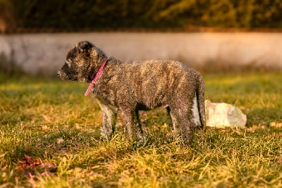 Les chiots de Berger hollandais