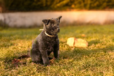 Les chiots de Berger hollandais