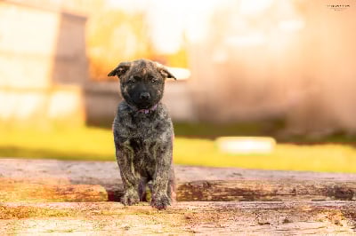 Les chiots de Berger hollandais