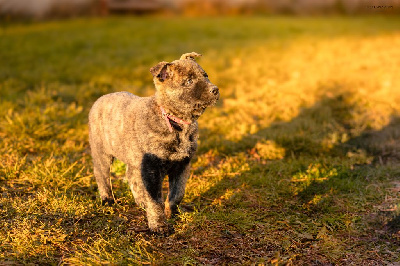 Les chiots de Berger hollandais