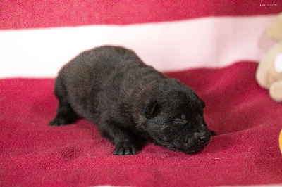 Les chiots de Berger hollandais