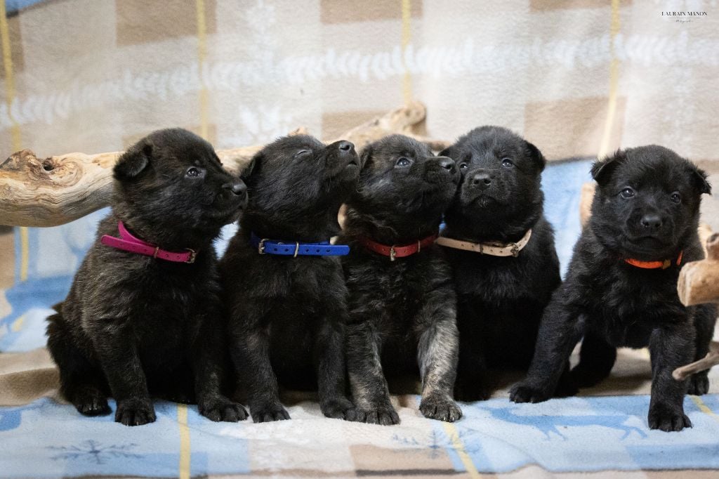 Berger hollandais - Du Domaine Des Flocons Noir