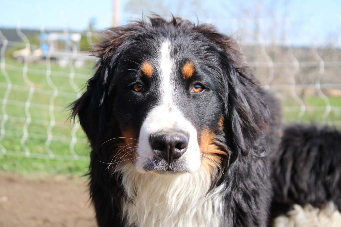 Atlas (Sans Affixe)