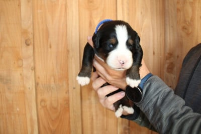 Les chiots de Bouvier Bernois