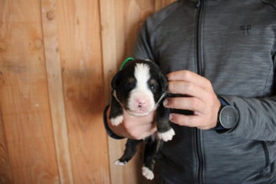 Les chiots de Bouvier Bernois