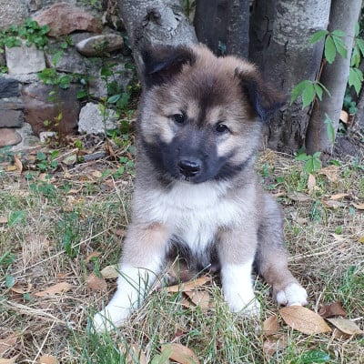 Les chiots de Berger islandais