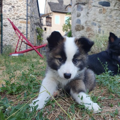 Les chiots de Berger islandais