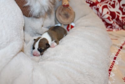 Les chiots de Basenji