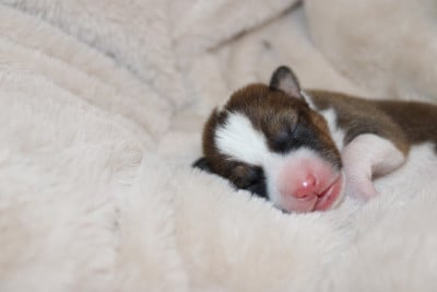 Les chiots de Basenji
