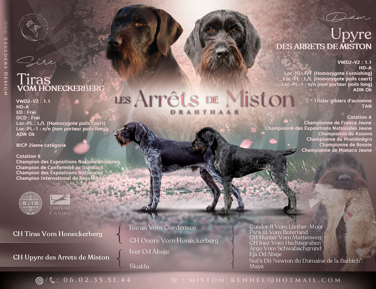 Barbossa - Chien d'arrêt allemand à poil dur