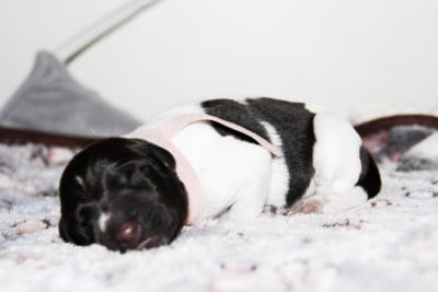 Les chiots de Chien d'arrêt allemand à poil dur