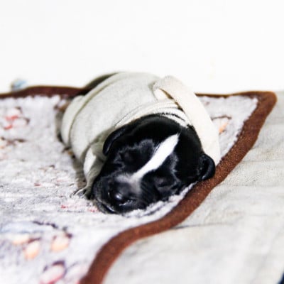 Les chiots de Chien d'arrêt allemand à poil dur