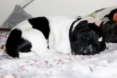 Les chiots de Chien d'arrêt allemand à poil dur