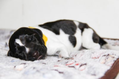 Les chiots de Chien d'arrêt allemand à poil dur