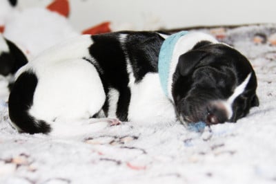 Les chiots de Chien d'arrêt allemand à poil dur