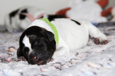 Les chiots de Chien d'arrêt allemand à poil dur