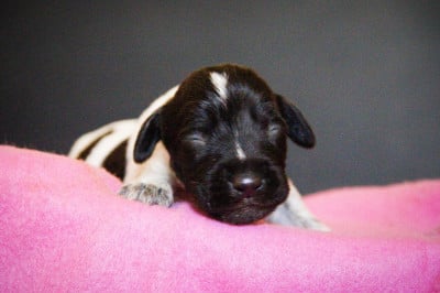 Les chiots de Chien d'arrêt allemand à poil dur