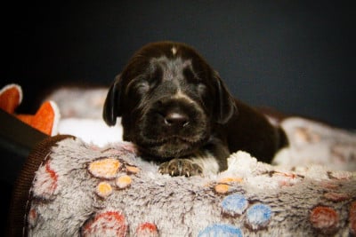 Les chiots de Chien d'arrêt allemand à poil dur