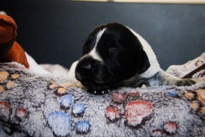 Les chiots de Chien d'arrêt allemand à poil dur
