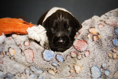 Les chiots de Chien d'arrêt allemand à poil dur