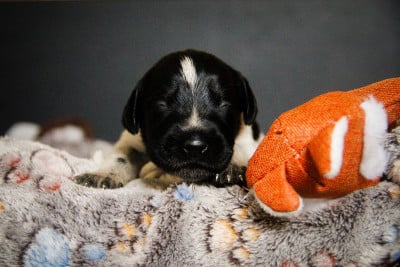 Les chiots de Chien d'arrêt allemand à poil dur