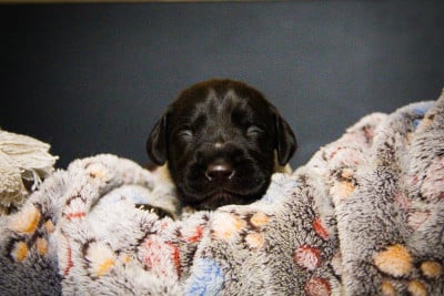 Les chiots de Chien d'arrêt allemand à poil dur