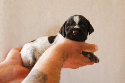 Les chiots de Chien d'arrêt allemand à poil dur